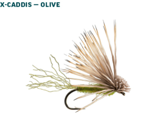 RIO Dry Fly Assortment Caddis Olive